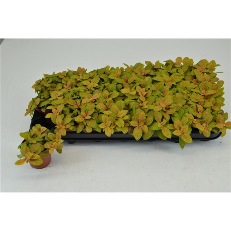 Fittonia 'Skeleton' - vaso Ø7.5 cm
