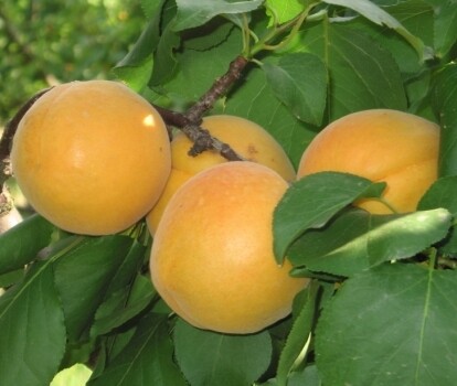 Albicocco Bulida, Prunus armeniaca &#39;Bulida&#39; - vaso Ø25 cm