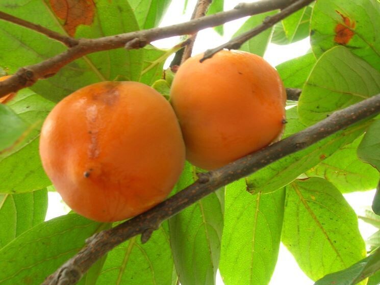 Caco Vaniglia, Diospyros, Kako - vaso Ø25 cm