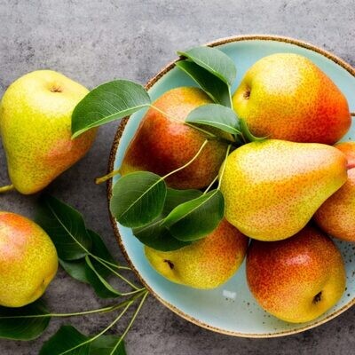 Pero Nobile, Pyrus communis, frutto antico - vaso Ø24 cm