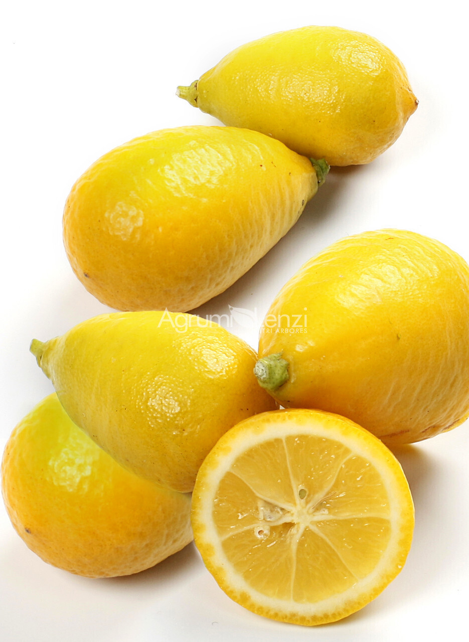 Citrus aurantifolia x fortunella/Limequat v20 piramide