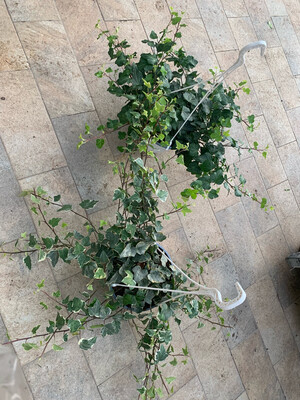 Hedera, Edera da interno - basket Ø17 cm