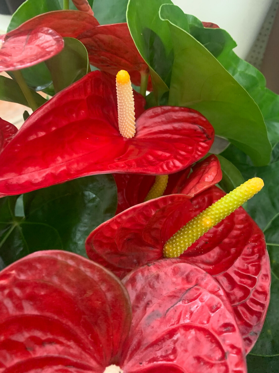 Anthurium Dakota - Vaso 26