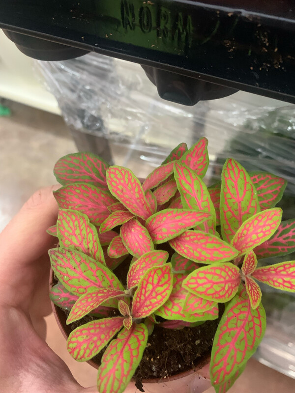 Fittonia &#39;Skeleton&#39; - vaso Ø7.5 cm