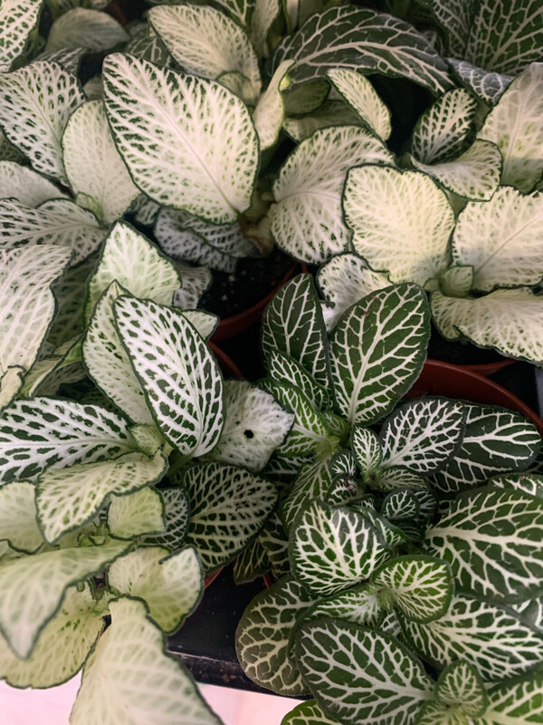 Fittonia &#39;Joly Josan White&#39; - vaso Ø8,5 cm