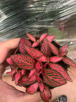 Fittonia 'Forest Flame' - vaso Ø8,5 cm