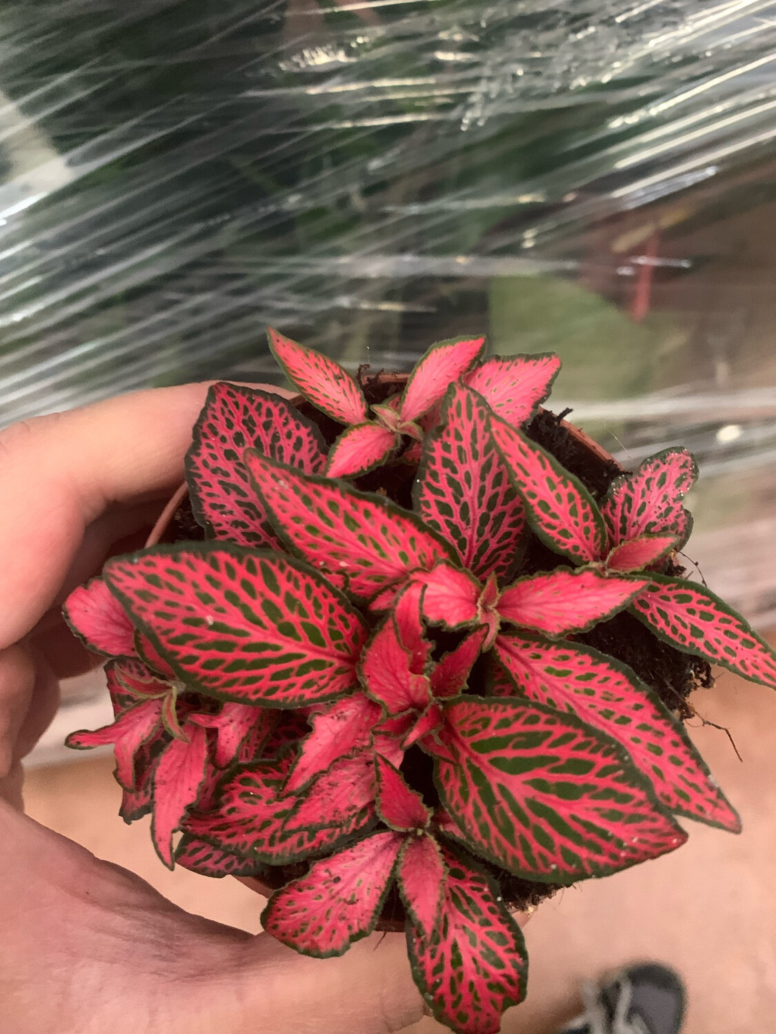 Fittonia Forest Flame vaso 8,5