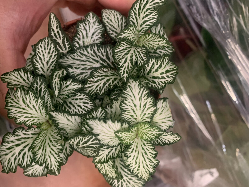 Fittonia &#39;White Tiger&#39; - vaso Ø8,5 cm
