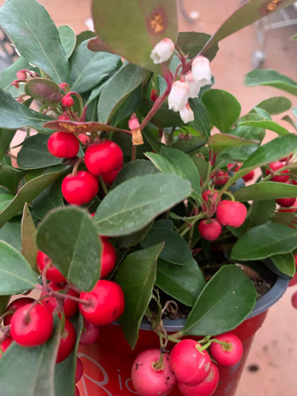 Gaultheria Procumbens - vaso Ø11 cm