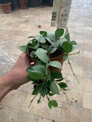 Hoya krohniana 'Eskimo' - vaso Ø12 cm