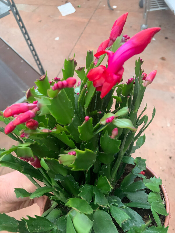 Schlumbergera, Natalina, Lingua di suocera, Cactus di Natale - vaso Ø17 cm Schlumbergera, Natalina, Lingua di suocera, Cactus di Natale - vaso Ø17 cm