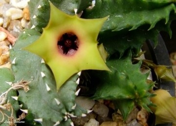 Stapelia Huernia Primulina - vaso Ø9 cm