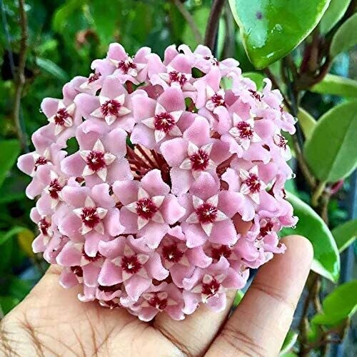 Hoya carnosa &#39;Albomarginata&#39;- basket Ø18  cm Fiore di cera