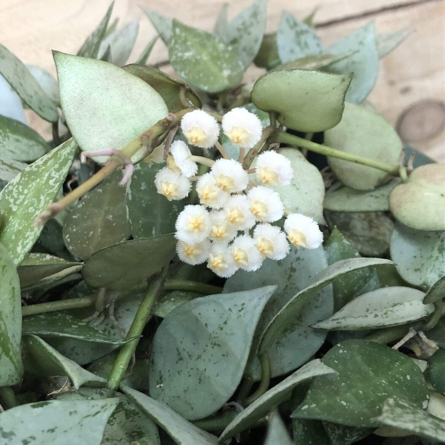 Hoya krohniana &#39;Eskimo&#39; - basket ciotola Ø15 cm