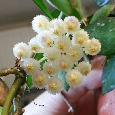 Hoya krohniana &#39;Black Leaves&#39; - vaso Ø6 cm