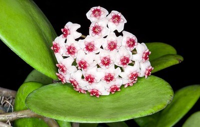 Hoya Obovata - basket Ø14 cm