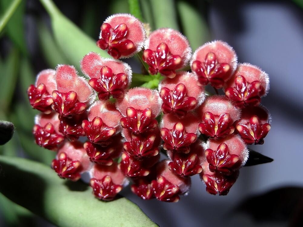 Hoya wayetii Basket 19 cm Fiore di Cera