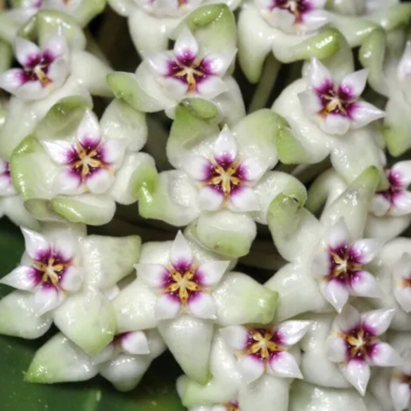Hoya Parasitica &#39;Black Edge&#39; - vaso Ø12 cm