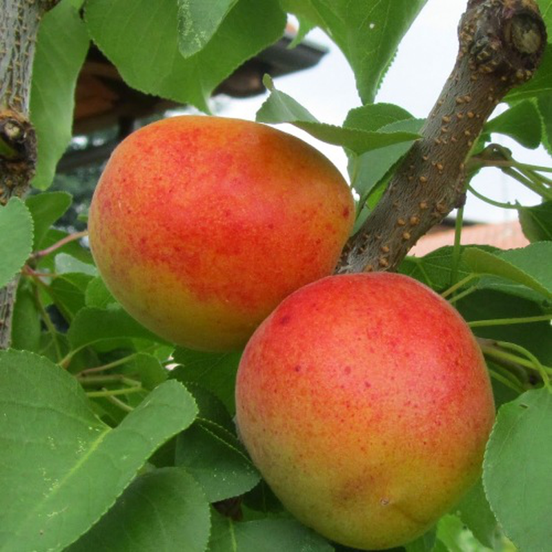 Albicocco Pisana, Prunus armeniaca &#39;Pisana&#39; - Mastella 30 litri