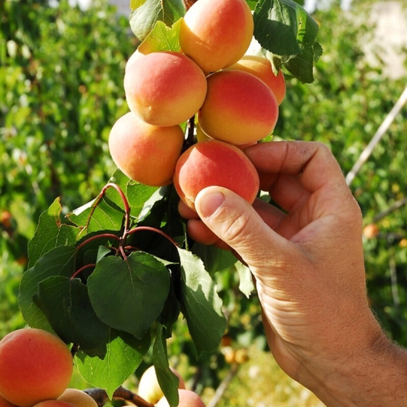 Albicocco Palummella, Prunus armeniaca &#39;Palummella&#39; - vaso Ø26 cm