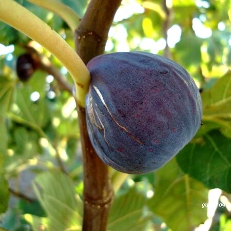 Fico Brogiotto Nero - Ficus carica 'Brogiotto Nero' - vaso 25