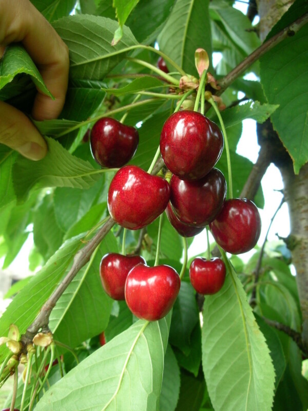 Ciliegia Kordia, Prunus avium &#39;Kordia&#39; - vaso Ø24 cm