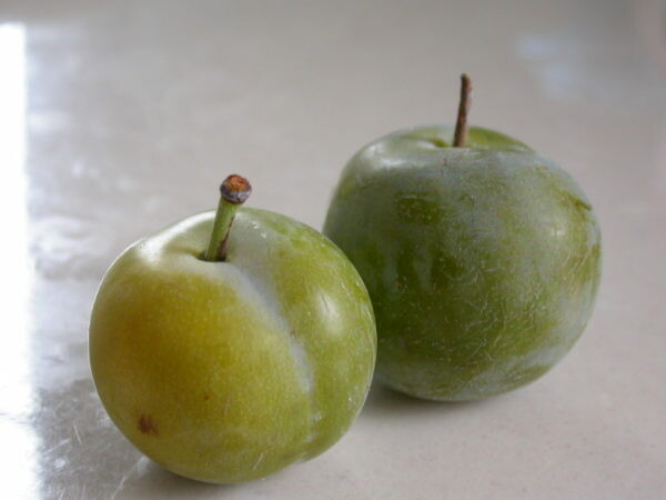 Susino Regina Claudia verde, Prunus domestica - vaso Ø26 cm