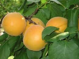 Albicocco Vitillo, Prunus armeniaca &#39;Vitillo&#39; - vaso Ø26 cm