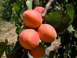 Albicocco Rosso di Roussillon, Prunus armeniaca &#39;Roussillon Red&#39; - vaso Ø25 cm