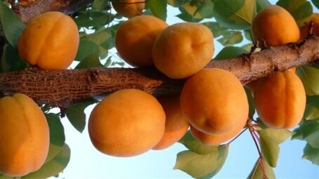 Albicocco Sungiant, Prunus armeniaca &#39;Sungiant&#39; - vaso Ø24 cm