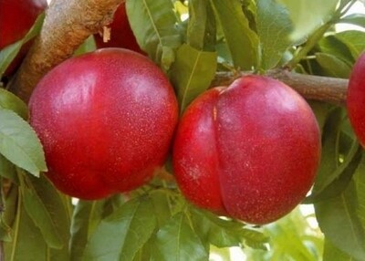 Pesco Noce Venus, Prunus persica - vaso Ø24 cm