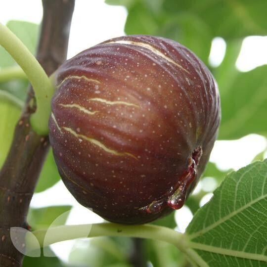 Fico, Ficus carica 'Madeleine des Deux Saisons' - vaso Ø24 cm