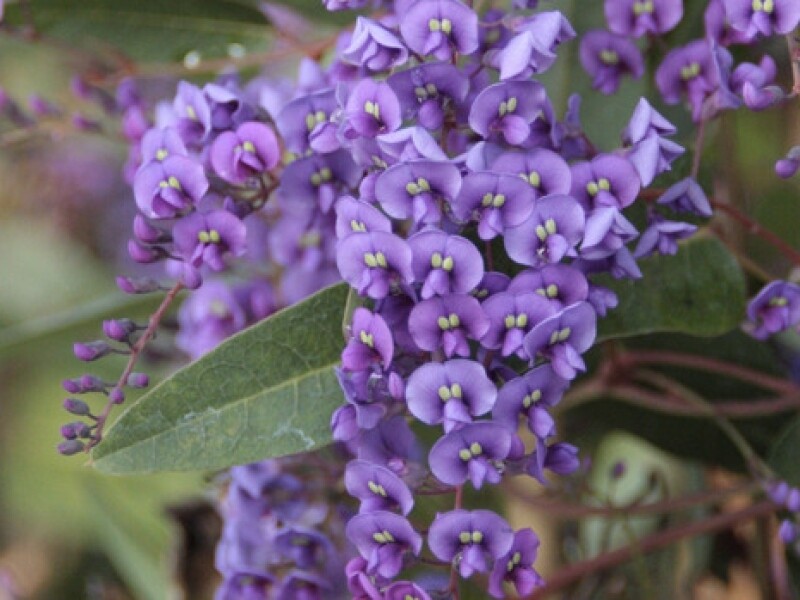 Hardenbergia violacea - vaso Ø17 cm