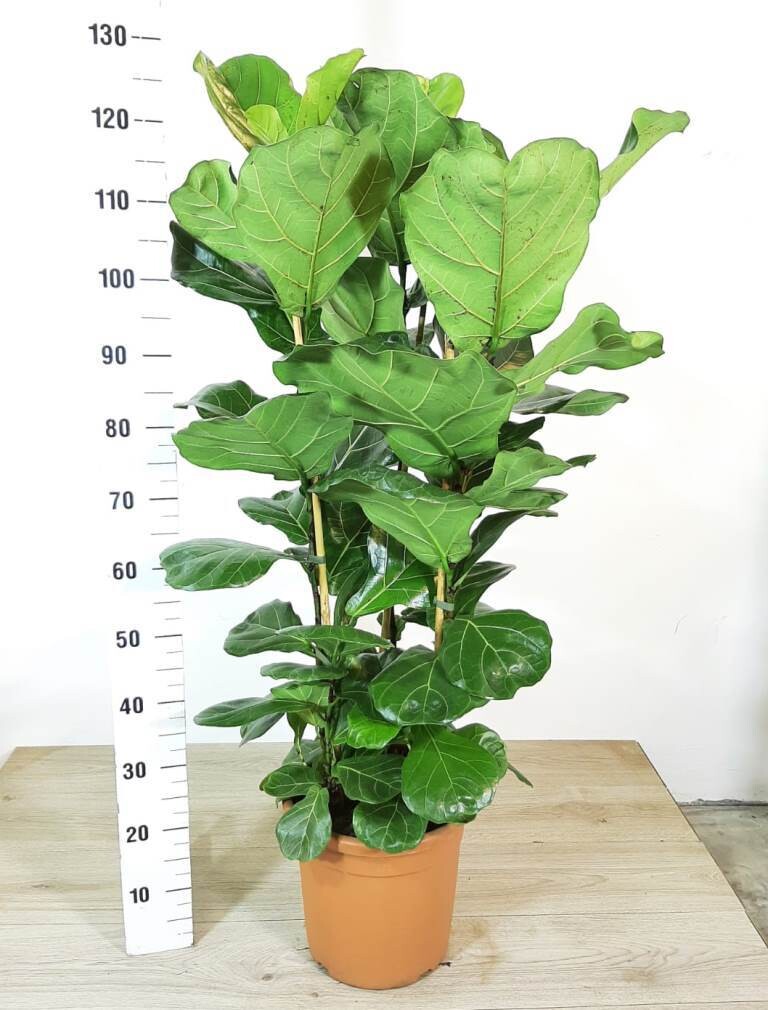 Ficus Lyrata v24 3 piante h110
