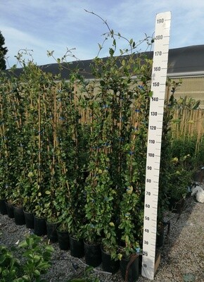 Falso Gelsomino - Trachelospermum jasminoides - Rhyncospermum jasminoides - vaso Ø24 cm, h 200 cm, 4 canne