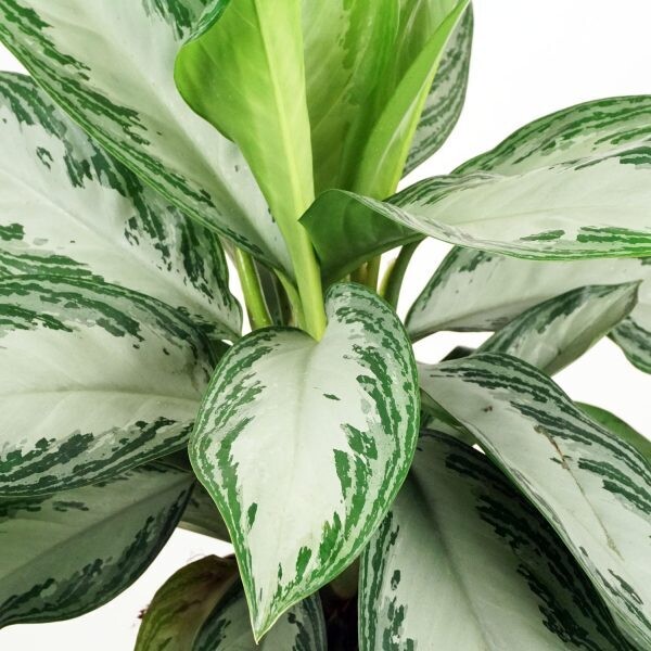 Aglaonema &#39;Silver Bay&#39;, Pianta Portafortuna Feng Shiu - vaso Ø21 cm
