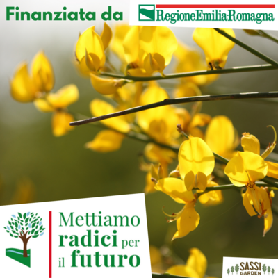 AGR Spartium junceum, Ginestra di Spagna/Ginestra odorosa (PIANTA IN ALVEOLO FORESTALE H 40/50cm)