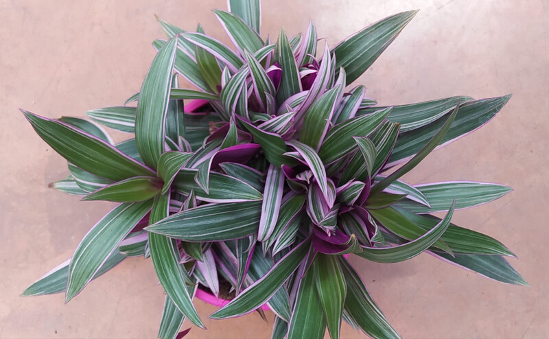 Rhoeo Discolor, Tradescantia, Erba Miseria - vaso Ø20 cm