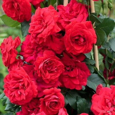 Rosa Rose - Rampicanti - Meilland Negresco® - vaso 18 h 40 cm NON INCANNATA TG PICCOLA (sede mess.)