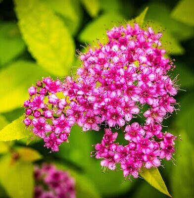 Spirea Spiraea Bumalda Goldflame - vaso Ø20 cm Spirea Spiraea Bumalda Goldflame - vaso Ø20 cm