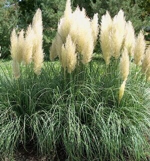 Cortaderia selloana &#39;Alba&#39; Erba della Pampa, Gynerium, BIANCA - vaso Ø17 cm, h 60-70 cm