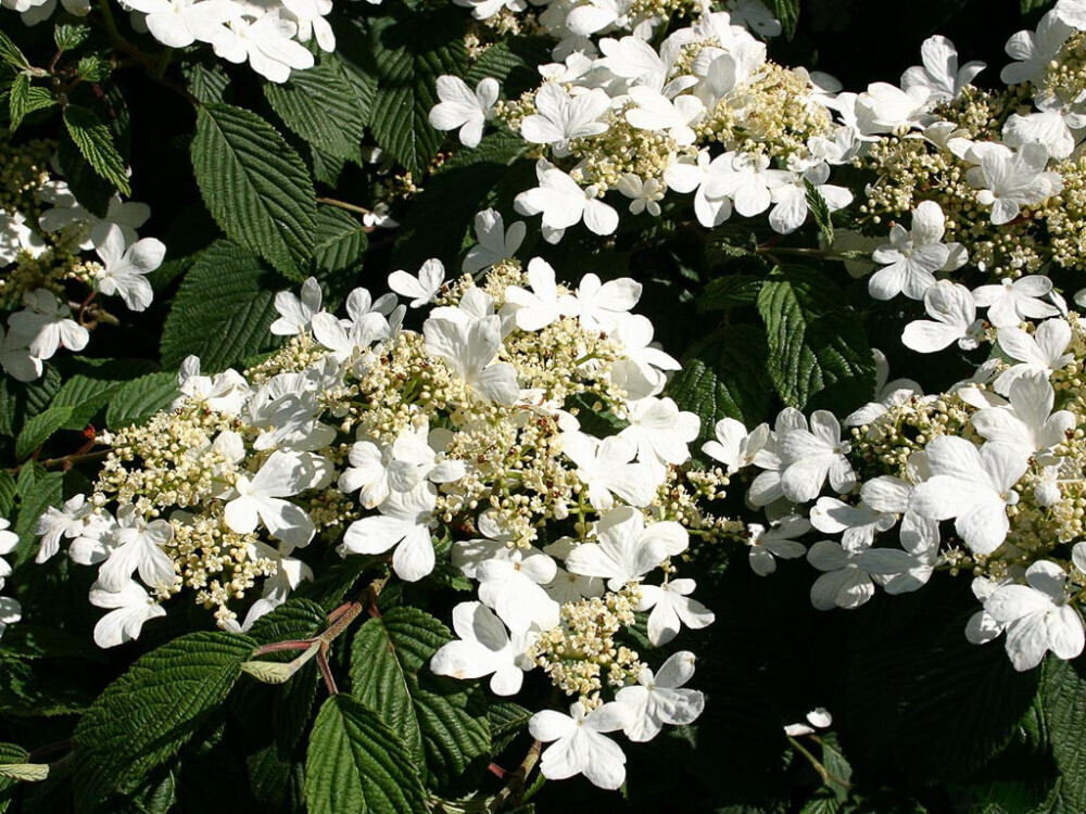 Viburnum plicatum 'Mariesii'-Viburno giapponese vaso 24