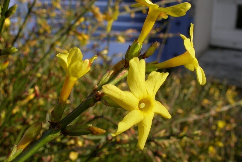 Gelsomino d&#39;inverno, Jasminum nudiflorum - vaso Ø16 cm, h h120