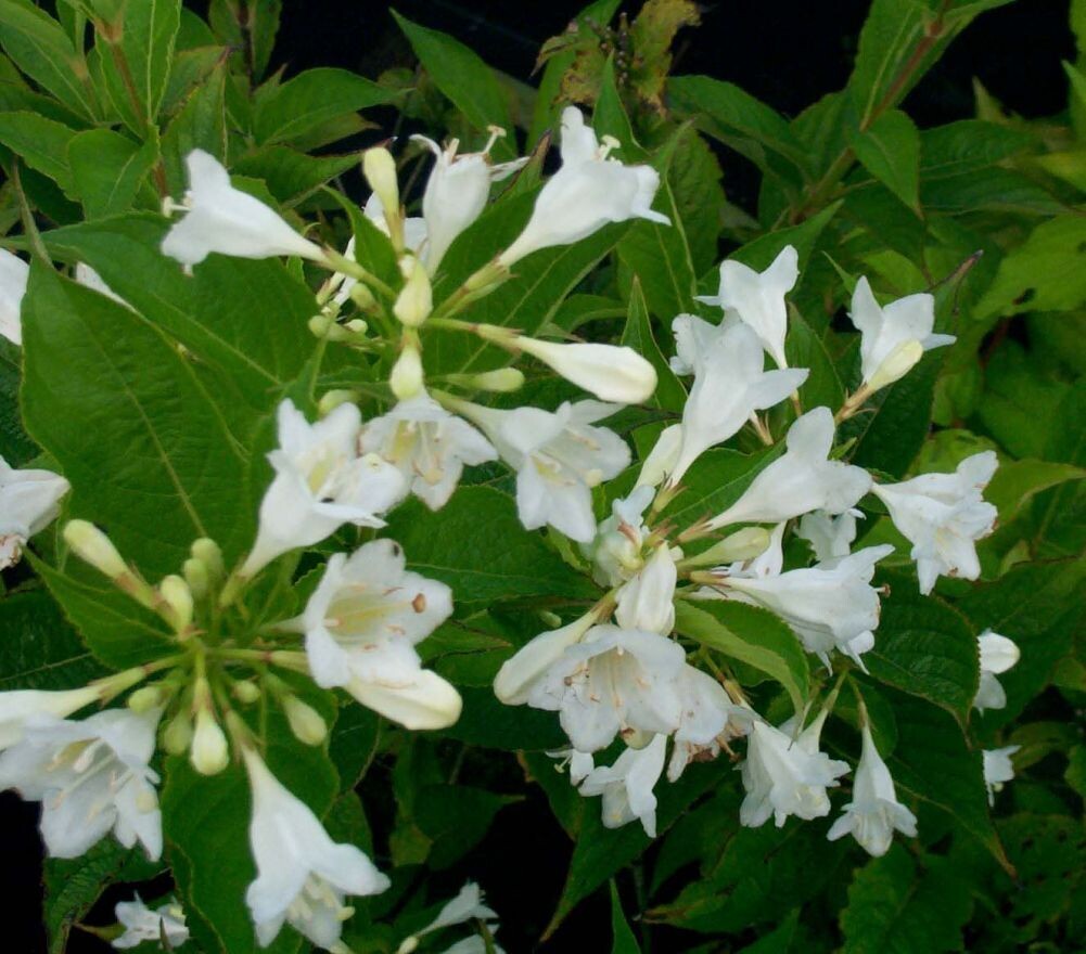 Weigelia florida &quot; Alba &quot; - vaso 24