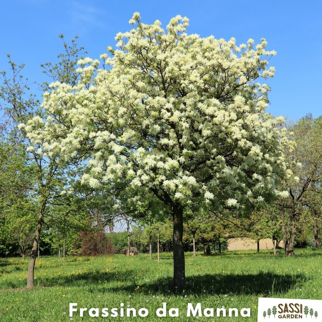 Frassino da Manna (Fraxinus ornus, Orniello, Orno, Albero della manna vaso 2 litri