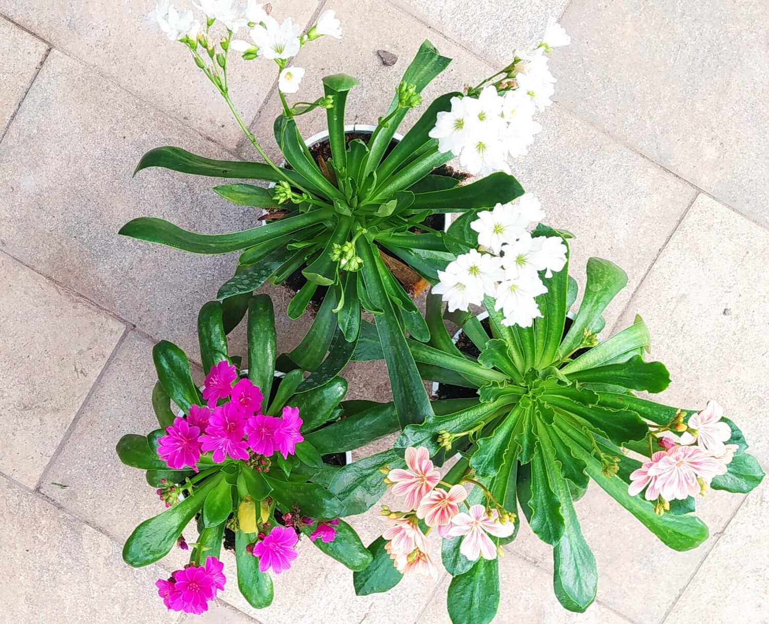 Lewisia cotyledon Ultra Violet