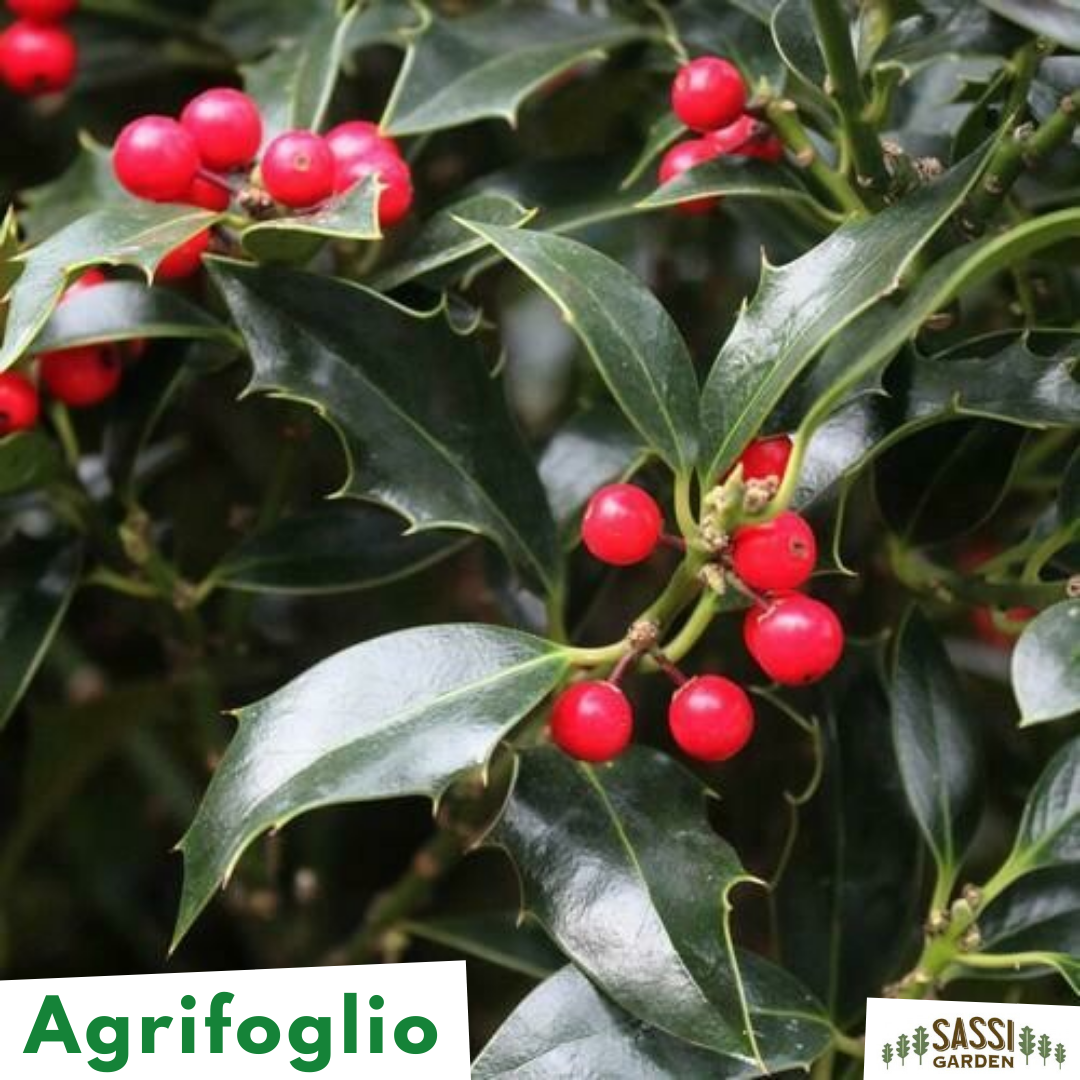 Ilex aquifolium, Agrifoglio Albero/Aquifoglio/Alloro Spinoso/Pungitopo Maggiore - vaso Ø 9cm H 35-40 m