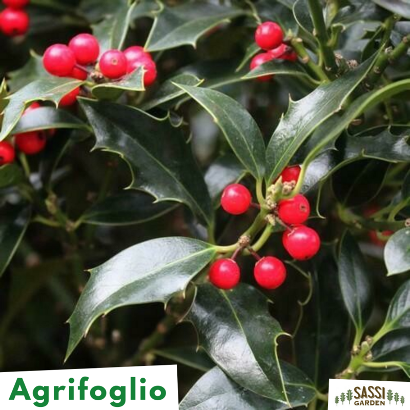 Ilex aquifolium, Agrifoglio Albero, Aquifoglio, Alloro Spinoso, Pungitopo Maggiore - alveolo forestale
