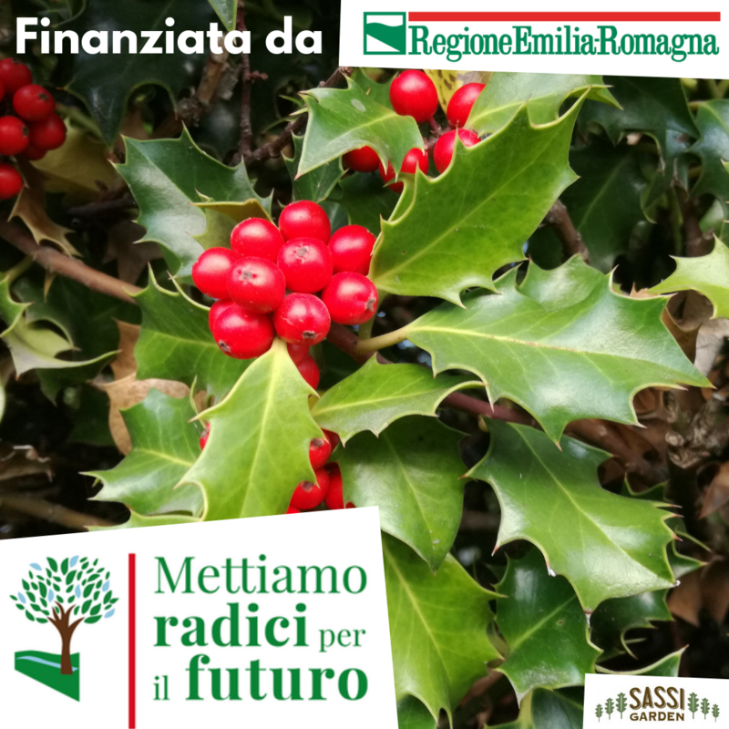 MRPF Ilex aquifolium, Agrifoglio/Aquifoglio/Alloro spinoso/Pungitopo Maggiore - ALBERO vaso piccolo H 25/30cm
