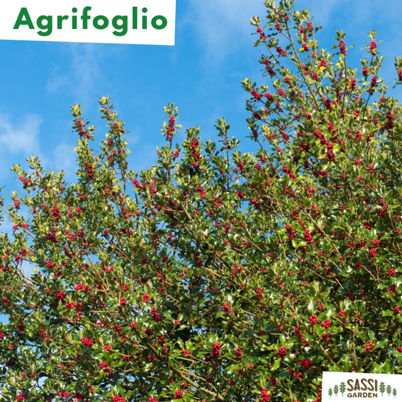 Ilex aquifolium, Agrifoglio Albero/Aquifoglio/Alloro Spinoso/Pungitopo Maggiore - vaso Ø 9cm H 35-40 m